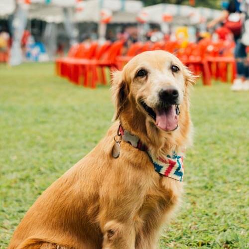 Pet Park